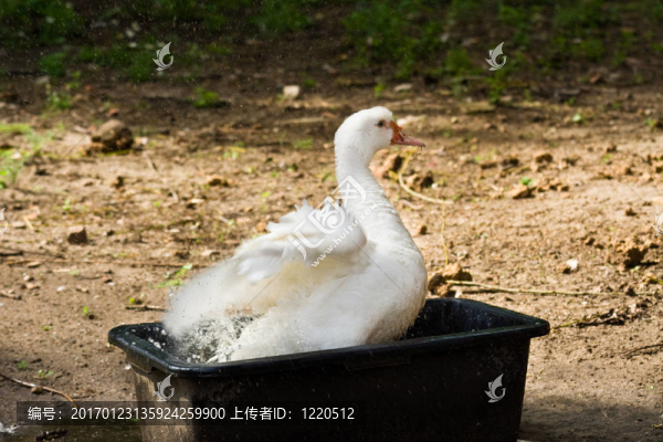 游泳的鴨子
