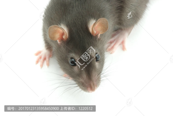 老鼠