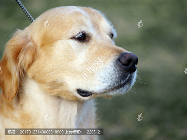 金毛獵犬