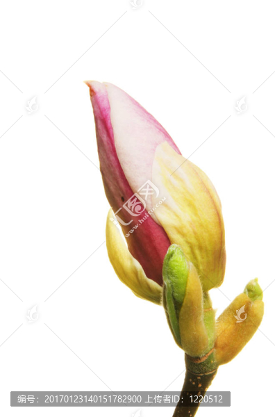 馬格諾利亞芽芽