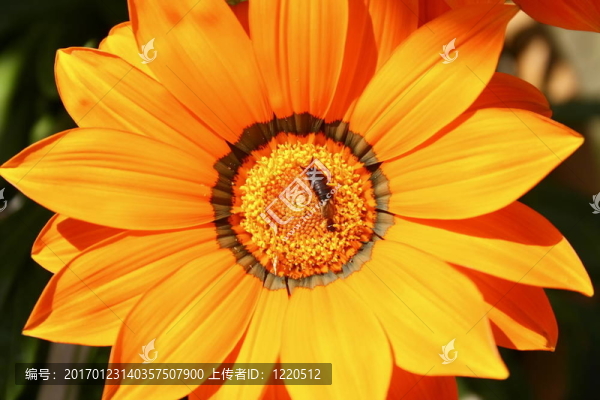 花上的蠼螋