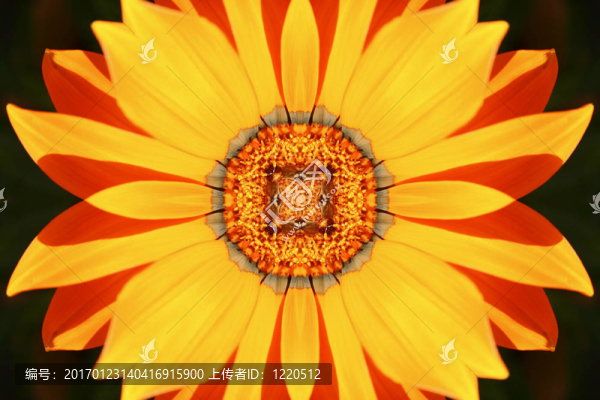 花的插圖