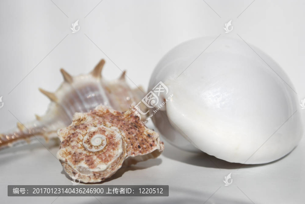 靜物與貝殼