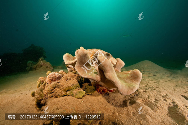 海洋；珊瑚；太陽和河豚