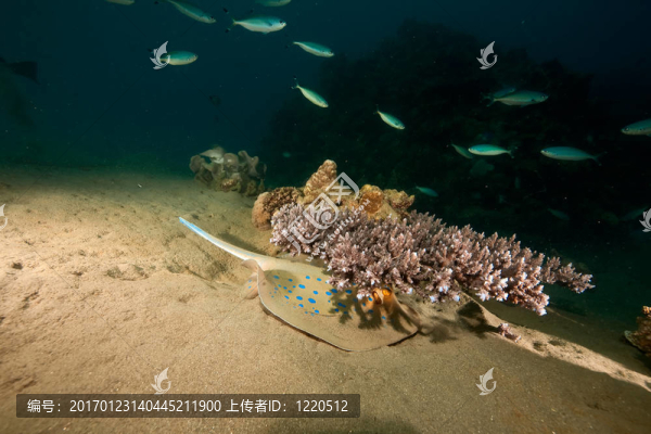 海洋；珊瑚；太陽(yáng)和古氏魟