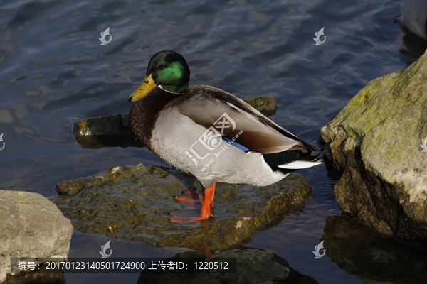 綠頭鴨：綠頭鴨