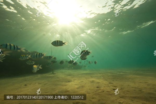 海洋；珊瑚；太陽和魚