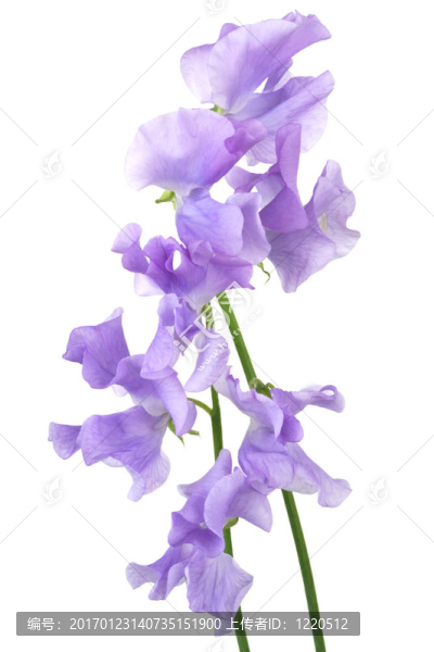 美麗的藍(lán)色的花
