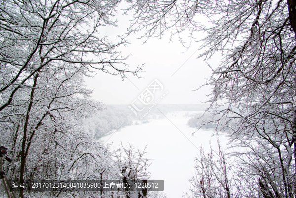 樹(shù)上的積雪