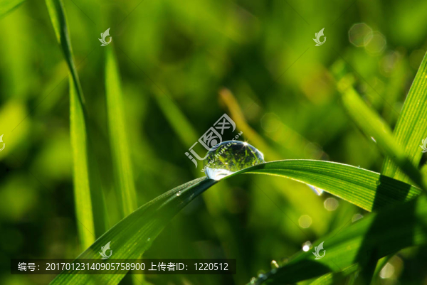 落在草地上