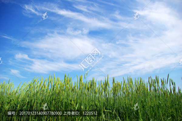 小麥