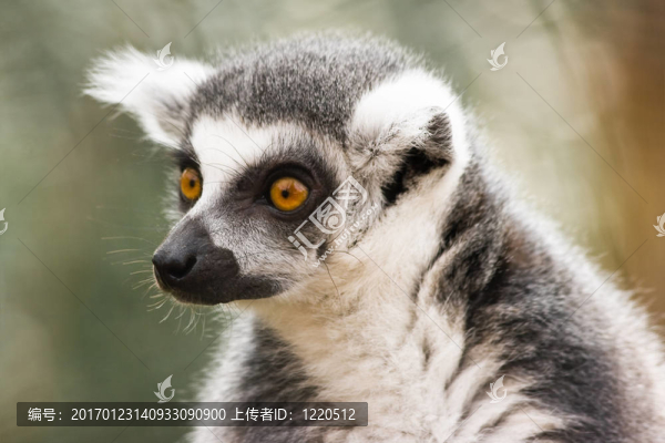 環(huán)尾狐猴尋找