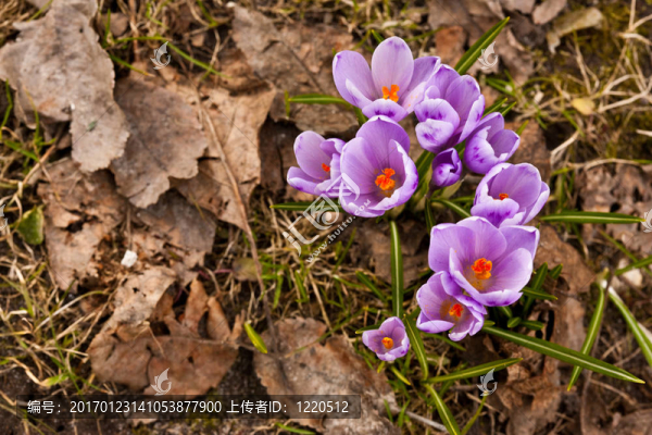 番紅花