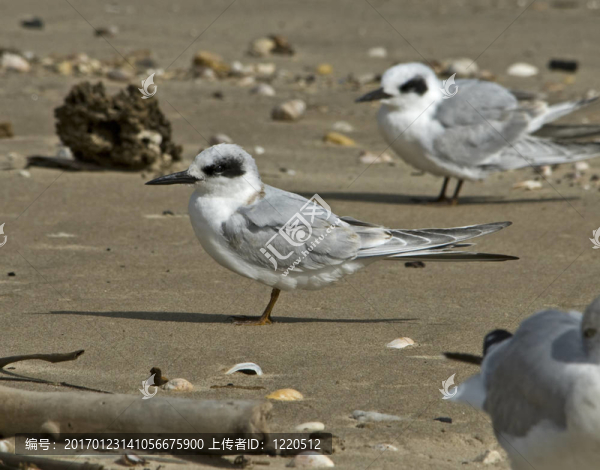 不成熟的福斯特的燕鷗