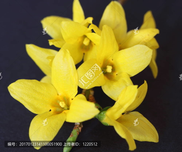 連翹-匯圖網(wǎng) www.fosd68.com 連翹