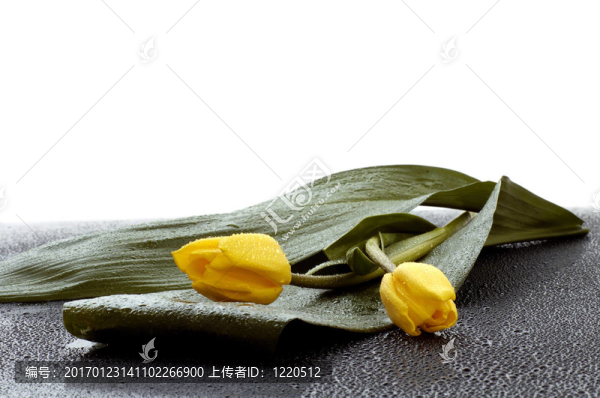 郁金香