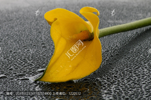 馬蹄蓮