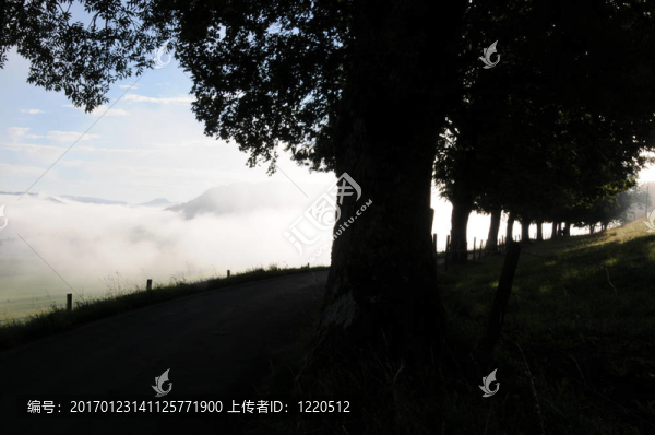 樹木和霧谷