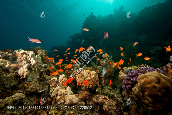 海洋；珊瑚；太陽(yáng)和魚