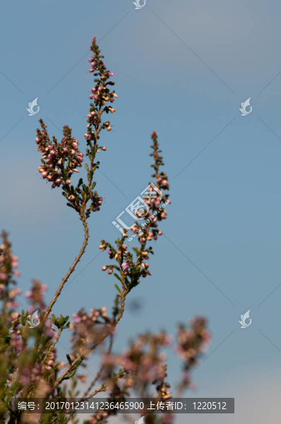 詳細(xì)的希瑟-匯圖網(wǎng) www.fosd68.com 詳細(xì)的希瑟