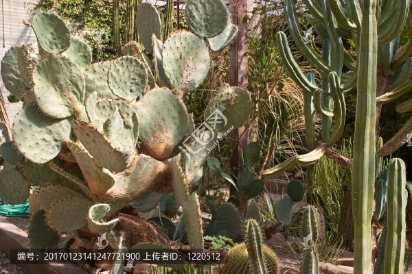 生活的沙漠