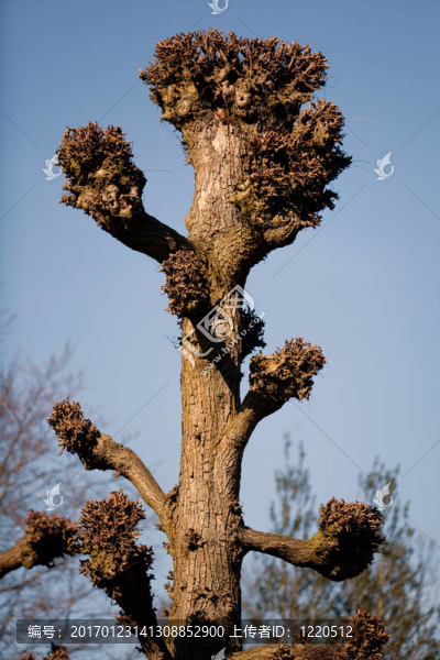 菩提樹(shù)-匯圖網(wǎng) www.fosd68.com 菩提樹(shù)