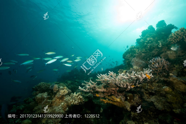 海洋；珊瑚；太陽(yáng)和魚