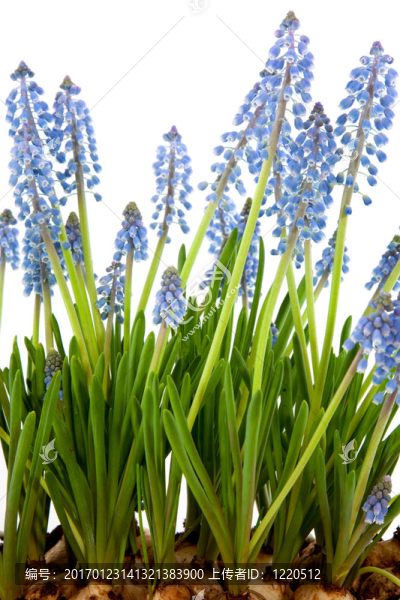 葡萄風(fēng)信子-匯圖網(wǎng) www.fosd68.com 葡萄風(fēng)信子