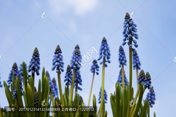 葡萄風(fēng)信子