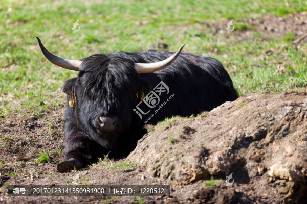 黑色漢蘭達(dá)牛