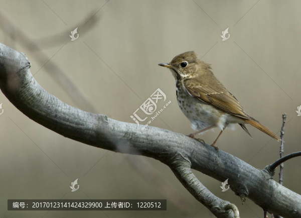 畫眉鳥