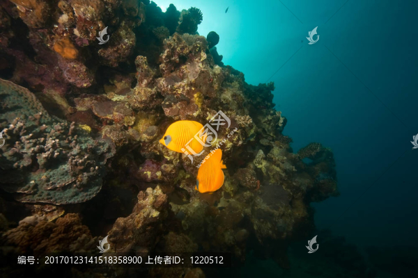 海洋；珊瑚；太陽和蝴蝶魚