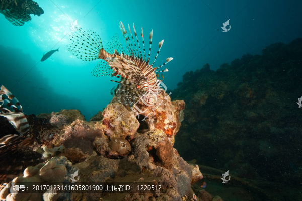 海洋；珊瑚；太陽和獅子魚