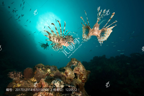 海洋；珊瑚；太陽和獅子魚