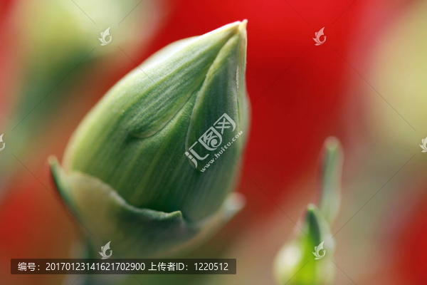 花芽