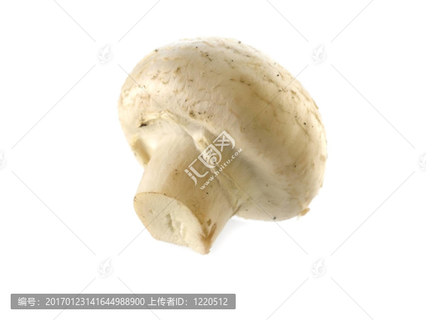 鮮香菇