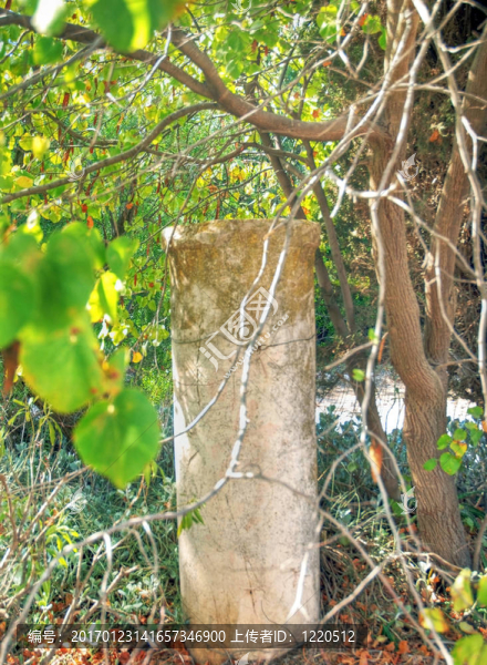 在葉子的灌木叢柱。