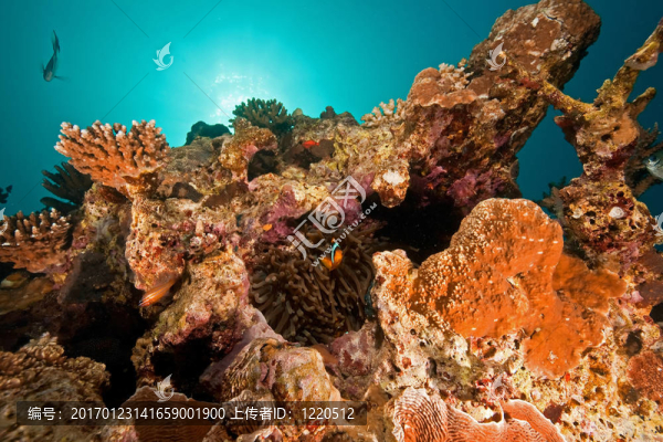 海洋；珊瑚；太陽和魚