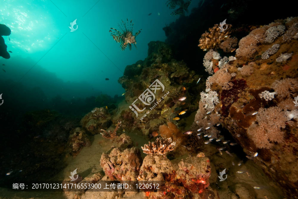 海洋；珊瑚；太陽和魚