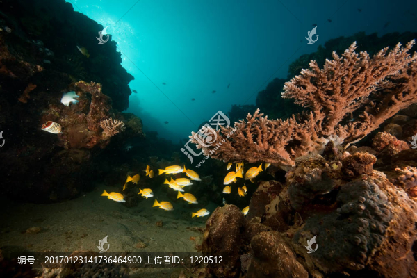 海洋；珊瑚；太陽和魚