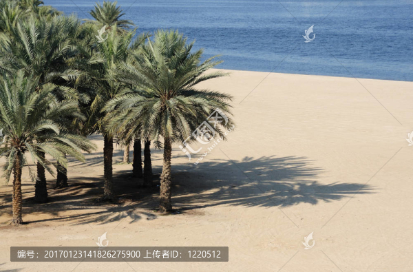 阿拉伯聯(lián)合酋長國迪拜河海灘棕櫚樹