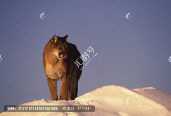 獅子山