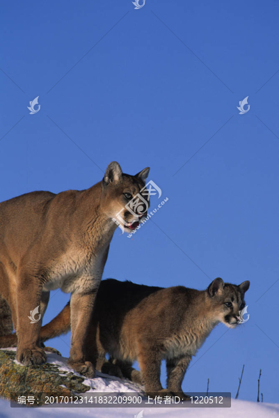 獅子貓和小貓