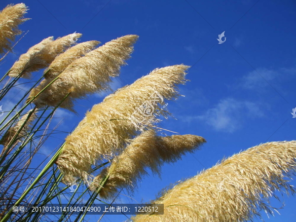 羽絨廠