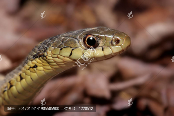 Garter,Snake（Thamnophis,sirtalis）