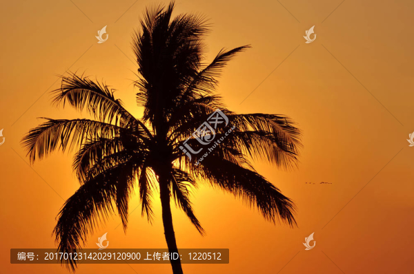 夕陽下的棕櫚樹剪影