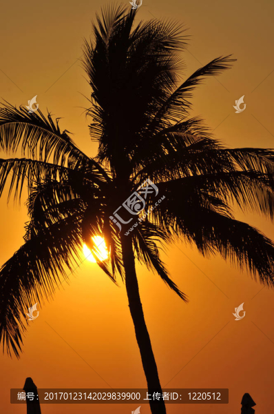 棕櫚樹剪影日落-匯圖網(wǎng) www.fosd68.com 棕櫚樹剪影日落