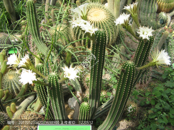 仙人掌花。