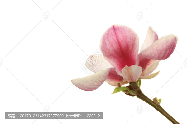 木蘭花與空間