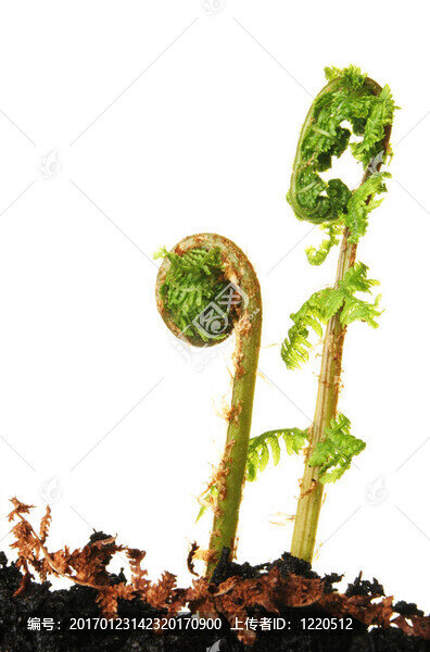蕨類植物